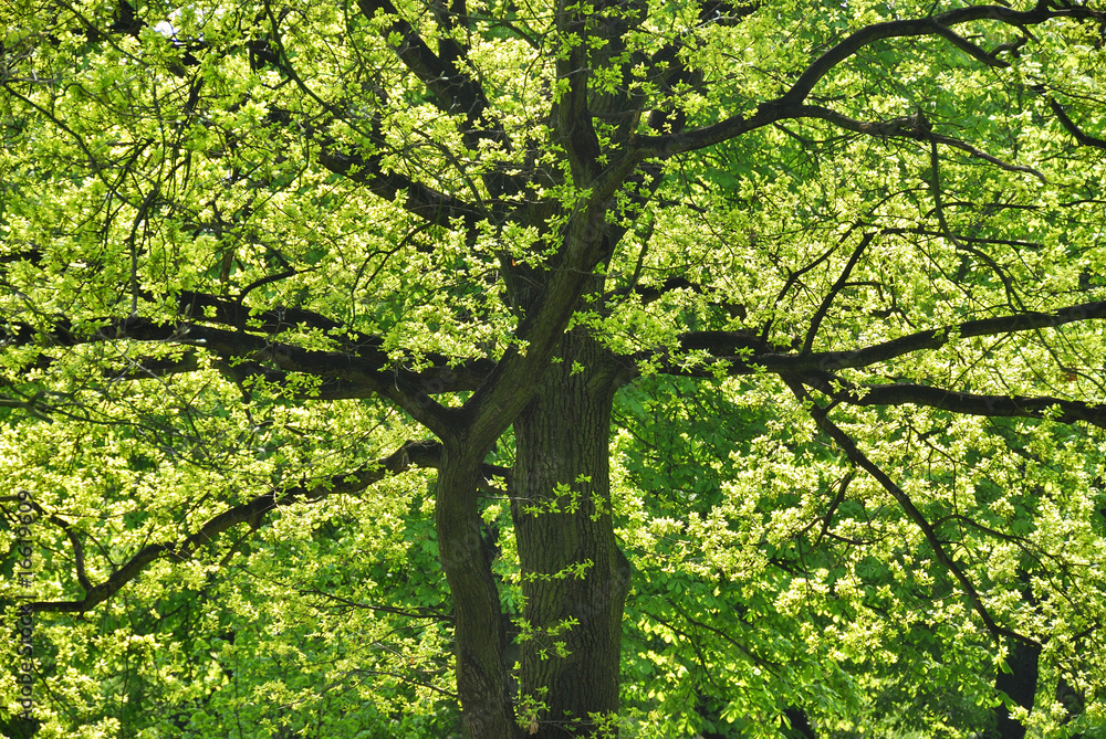 Obraz premium friedhof