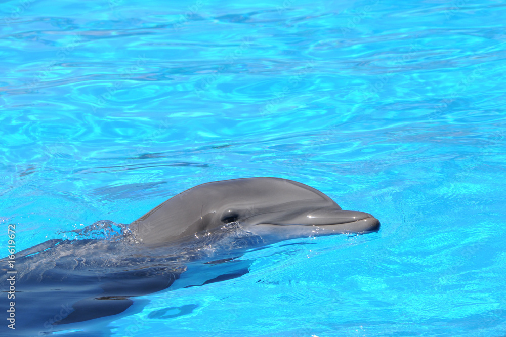 Fototapeta premium Delfin