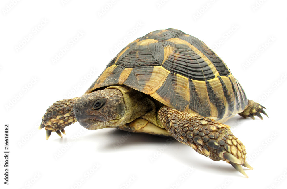Naklejka premium Tortoise Hermanni testude turtle