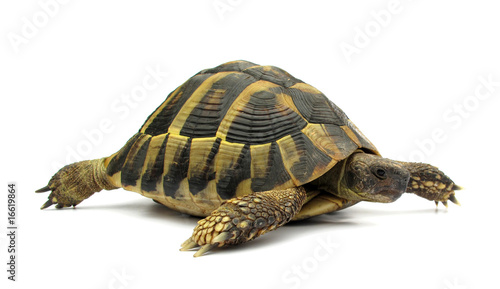 Tortoise Hermanni testude turtle photo