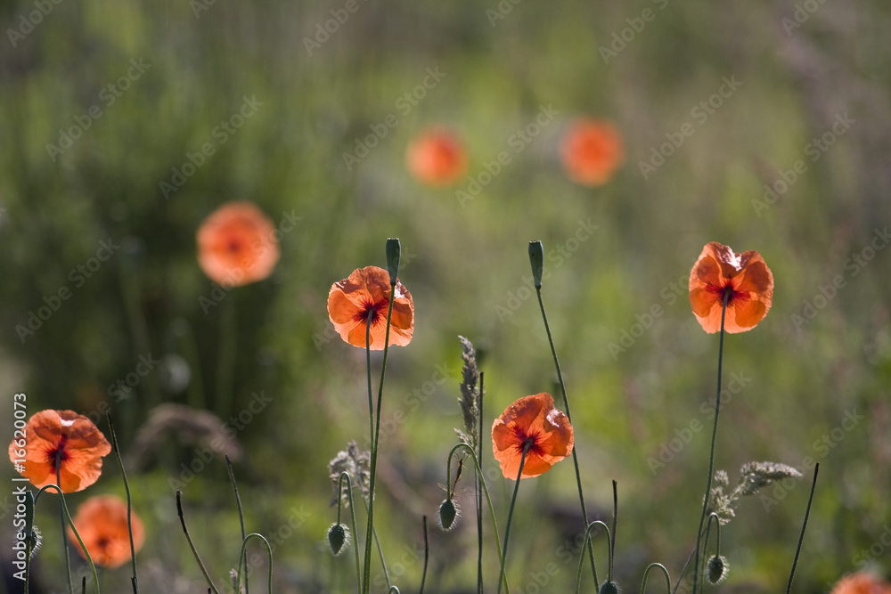 Fototapeta premium Poppies by river Breamish