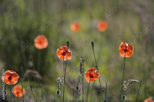 Poppies by river Breamish photo