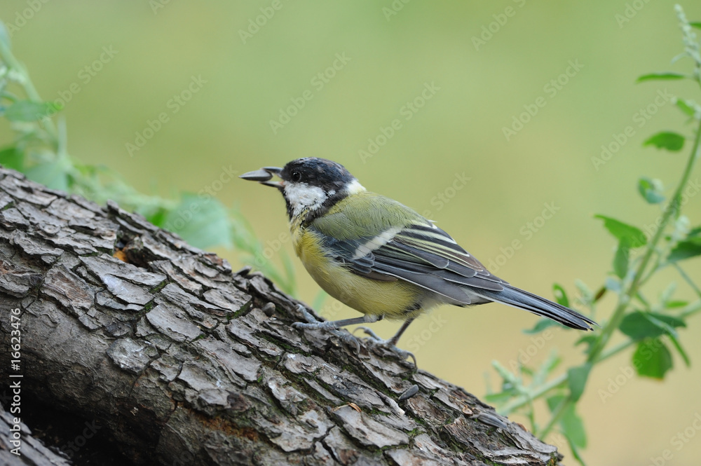 Obraz premium Kohlmeise 100