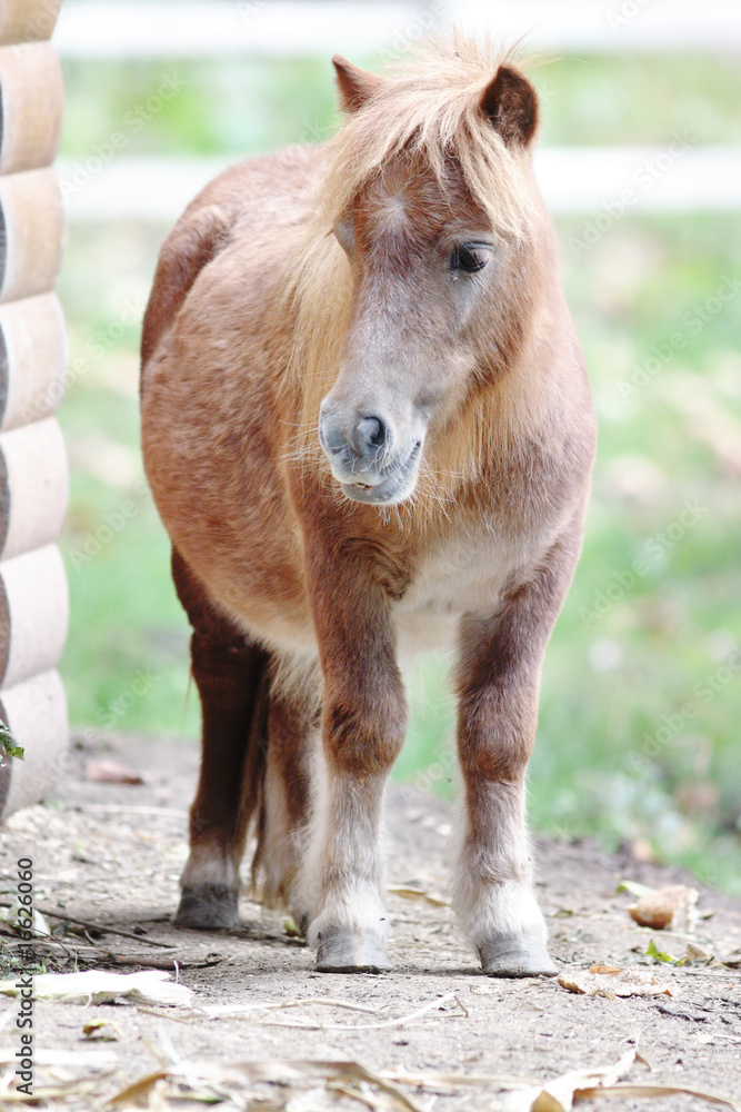 Fototapeta premium Pony.
