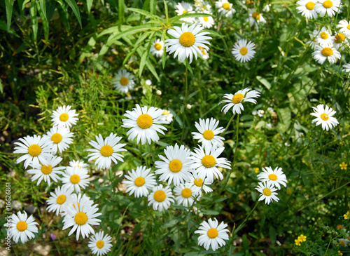 Summer daisy background