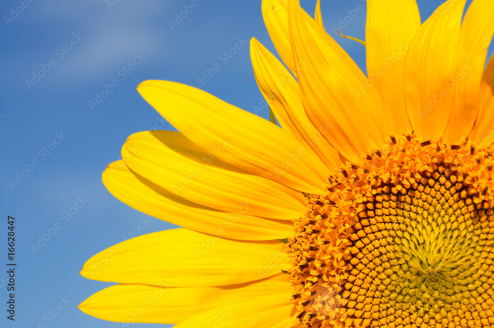 Obraz premium Part of beautiful sunflowers with blue sky
