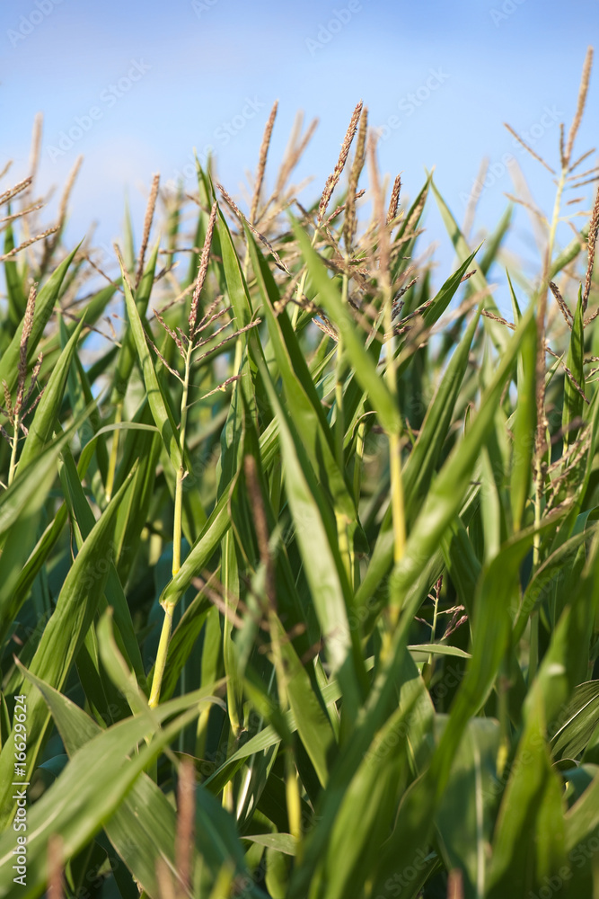 Obraz premium field of corn