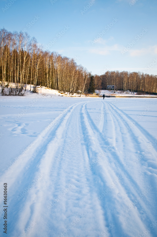 Fototapeta premium Frozen trees