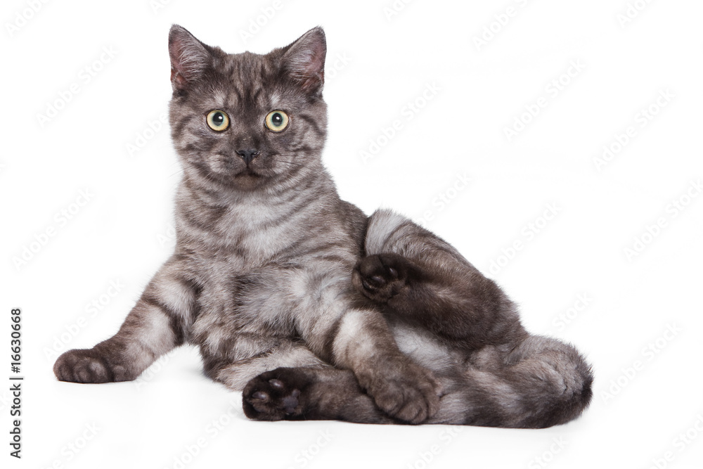 Fototapeta premium British cat on white background