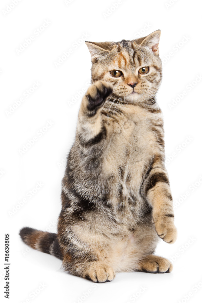 Fototapeta premium British cat on white background