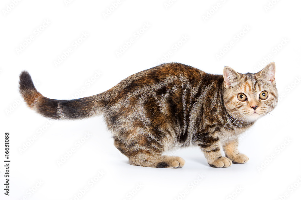 British cat on white background British cat on white background