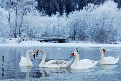 schwanensee photo