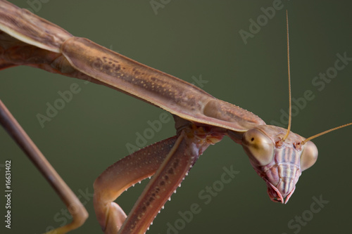 Praying mantis close-up © Cathy Keifer