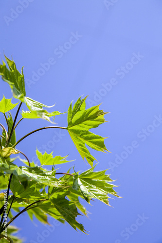 green leaves of tree on a b...