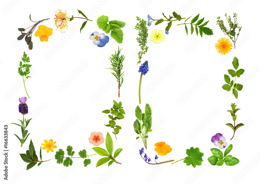 Herb and Flower Leaf Borders Herb and Flower Leaf Borders