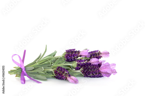 Lavender Herb Flowers