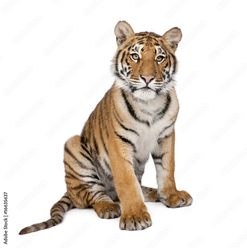 Naklejka premium Portret tygrysa bengalskiego, 1-letni, siedzący, studio strzał, spodnie