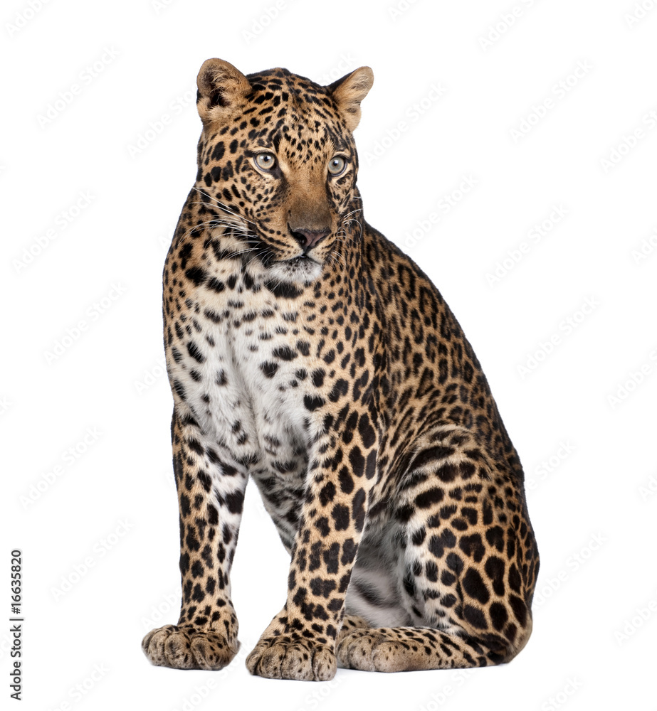 Fototapeta premium Portrait of leopard, Panthera pardus, sitting, studio shot