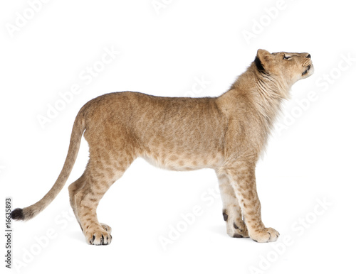 Side view of Lion cub, 8 months old, standing, studio shot