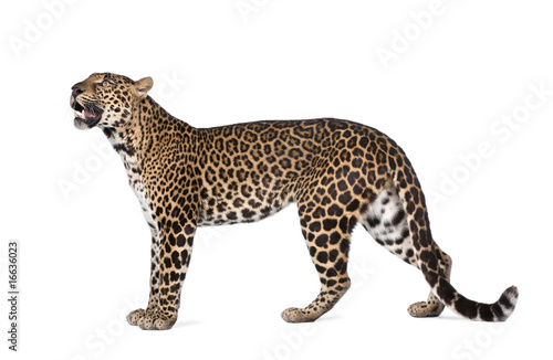 Portrait of leopard, Panthera pardus, standing, studio shot