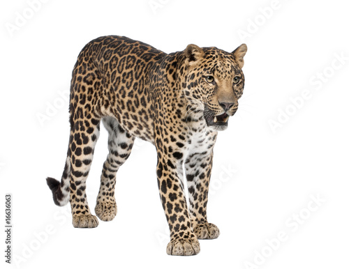 Portrait of leopard, Panthera pardus, standing, studio shot