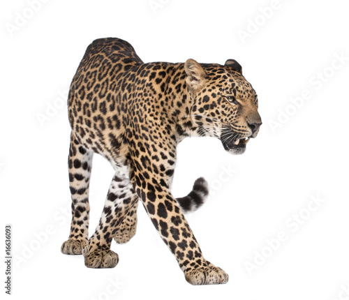 Portrait of leopard, Panthera pardus, walking, studio shot