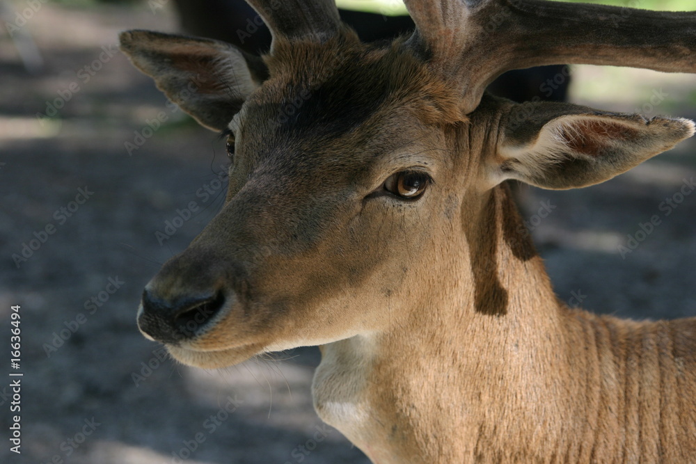 Deer in parc