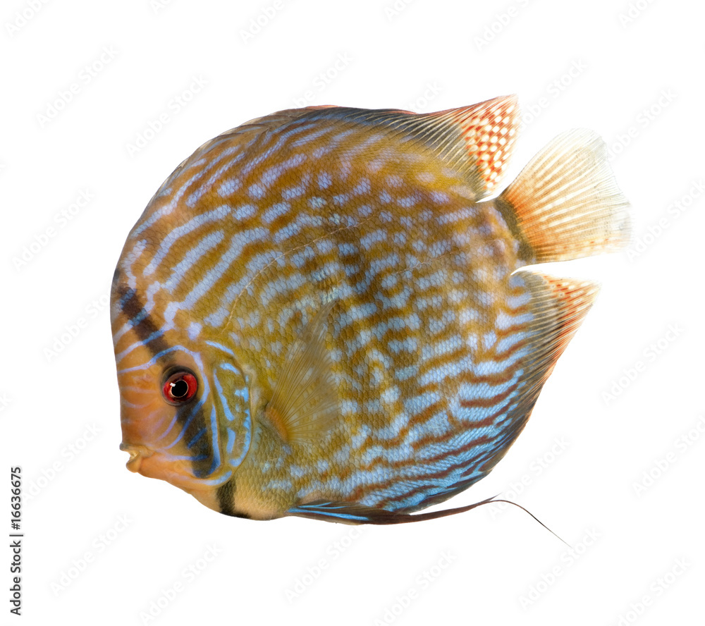 Red Turquoise Discus Fish