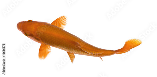 Orange koi fish, Cyprinus Carpio, studio shot