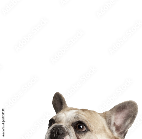 Cropped view of French bulldog, studio shot © Eric Isselée
