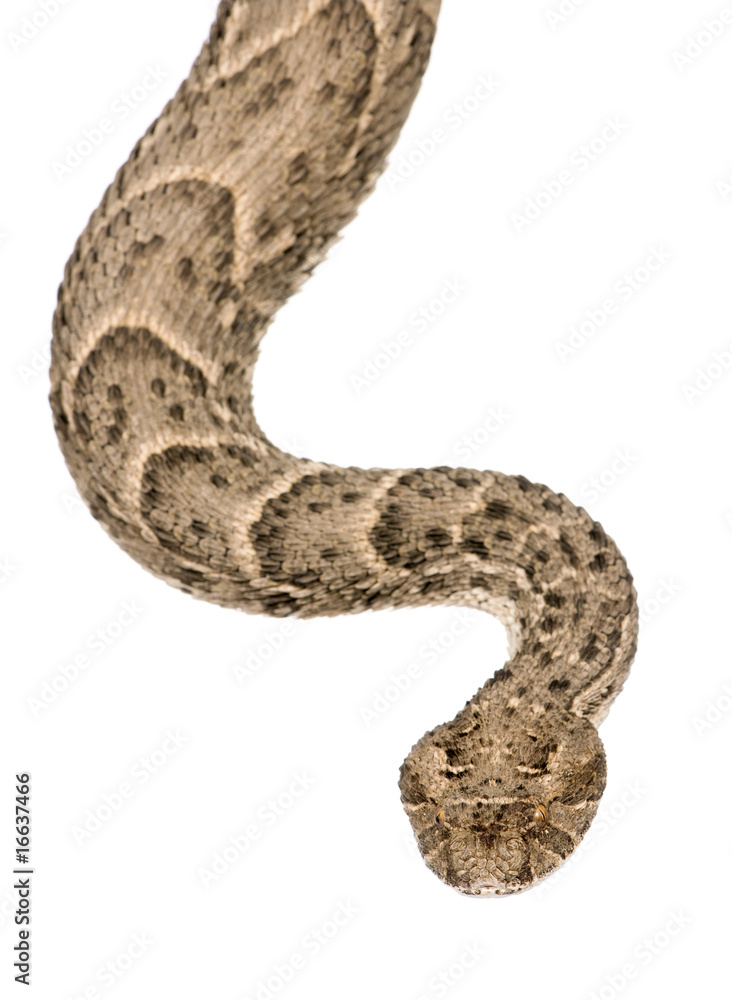 Fototapeta premium Saharan horned viper, Cerastes cerastes, studio shot