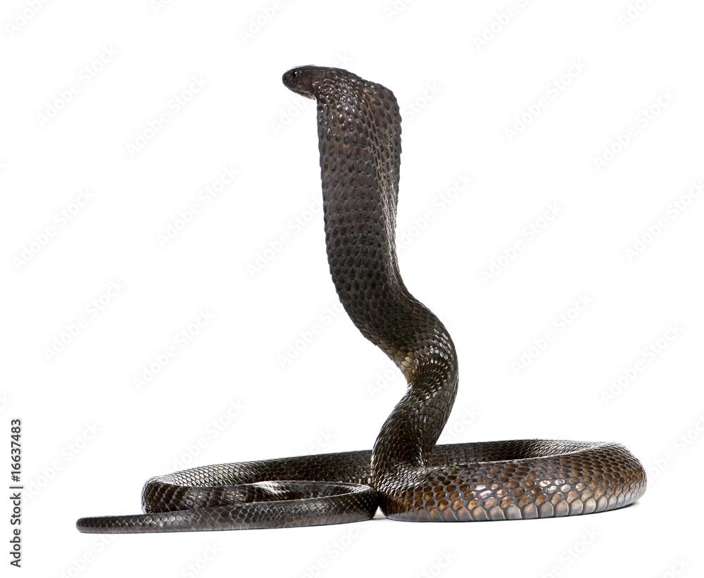 Naklejka premium Egyptian Cobra, Naja Haje, studio shot