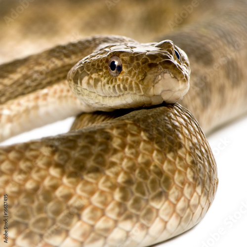 Close-up of rat snake, Malpolon Monspessulanus, studio shot