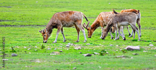 Red Deer