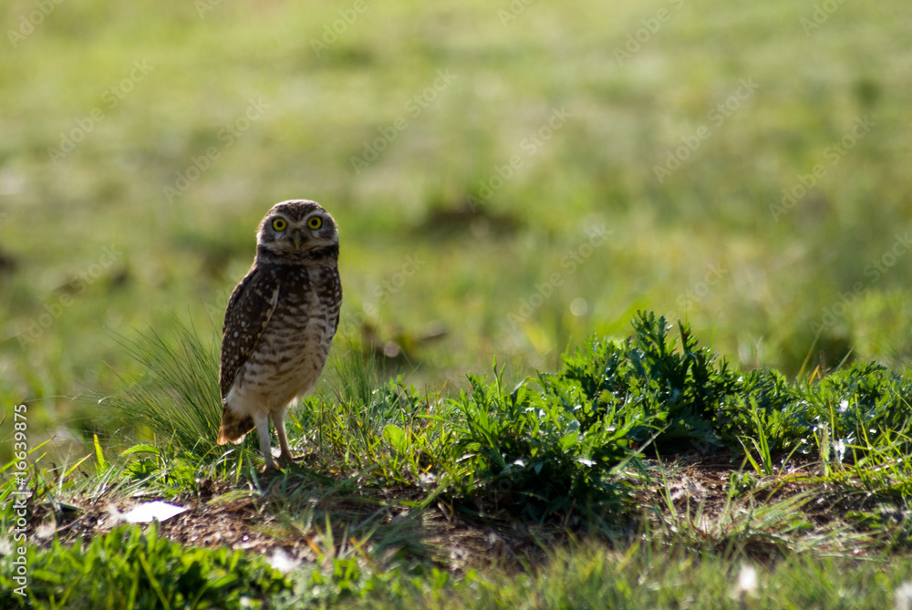 Burrowing owls Burrowing owls