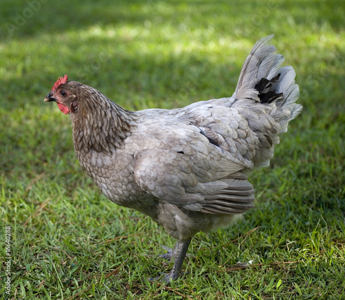 gray hen