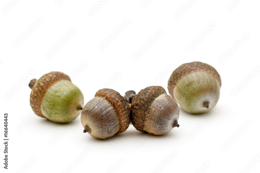 Acorns.