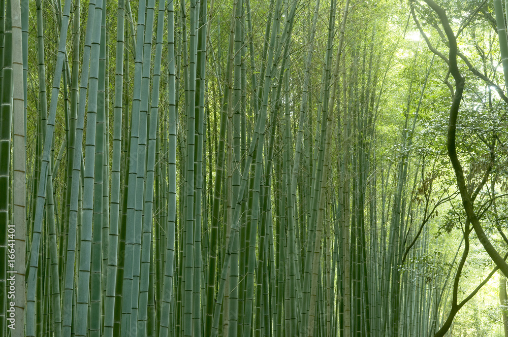 Fototapeta premium 竹林