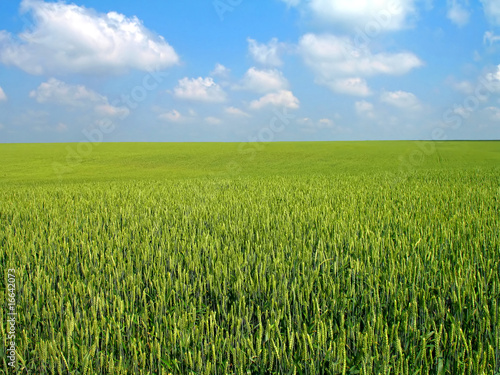 Wheat s field