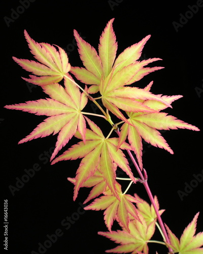 Acer palmatum ssp. matsumurae  'Sangokaku' photo