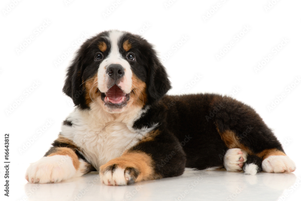 Berner sennenhund  pup on a white background