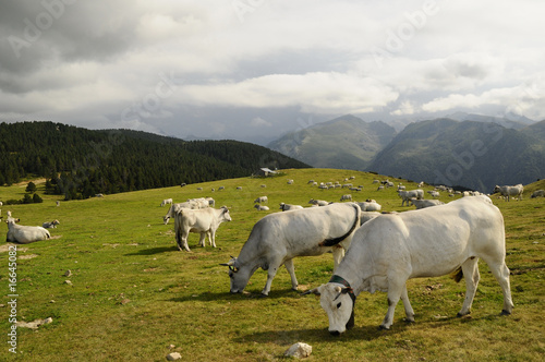 un troupeau de vaches