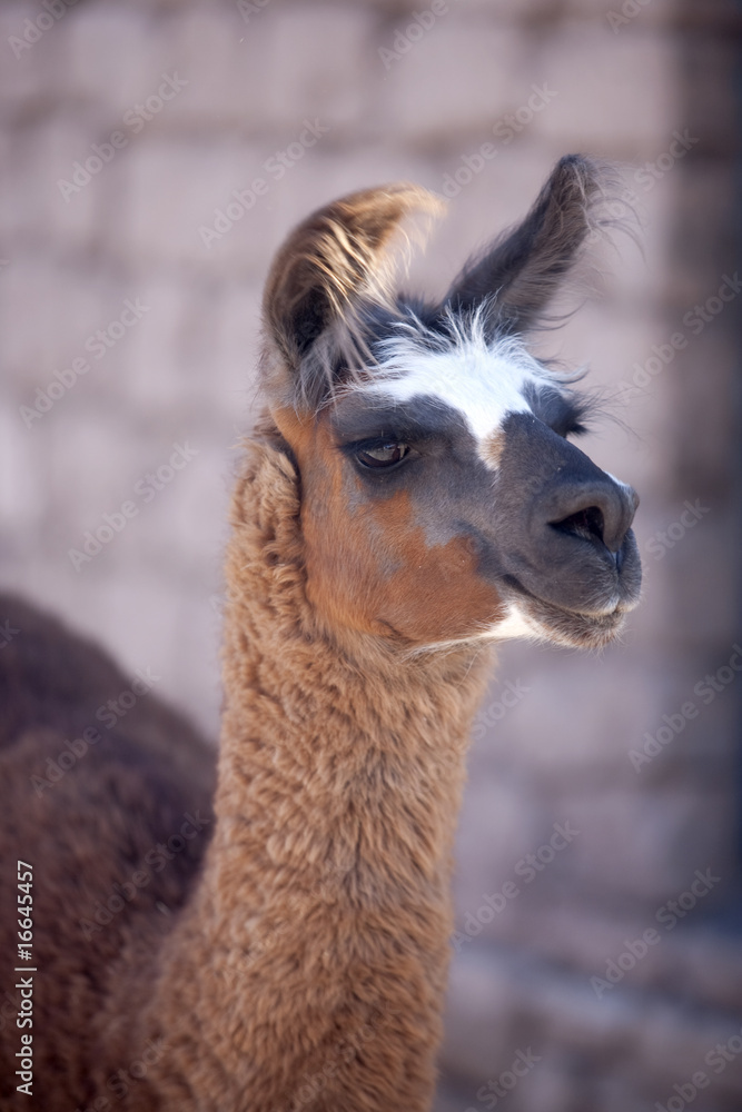 Obraz premium lamas - Atacama, Chile.