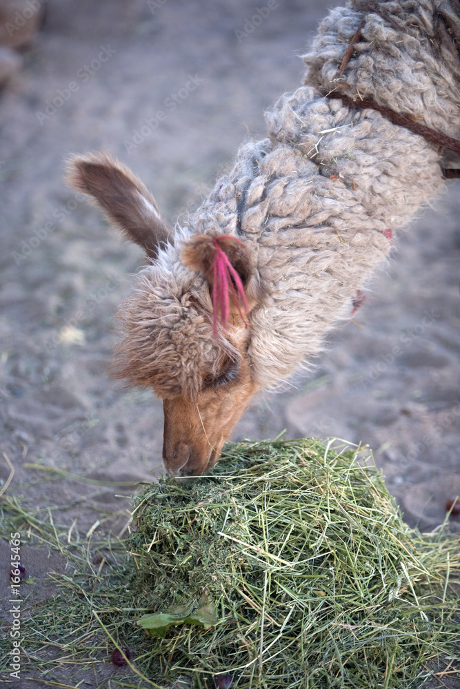 lamas - Atacama, Chile.