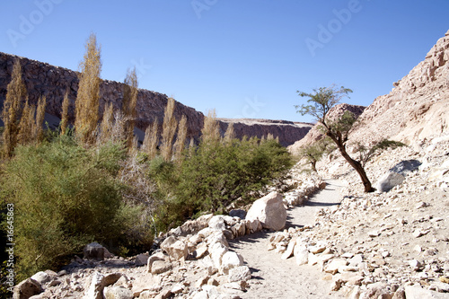 Toconao Village, a Oasis in Atacama desert photo