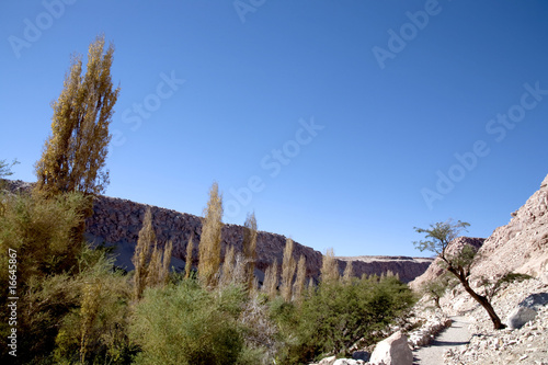 Toconao Village, a Oasis in Atacama desert photo