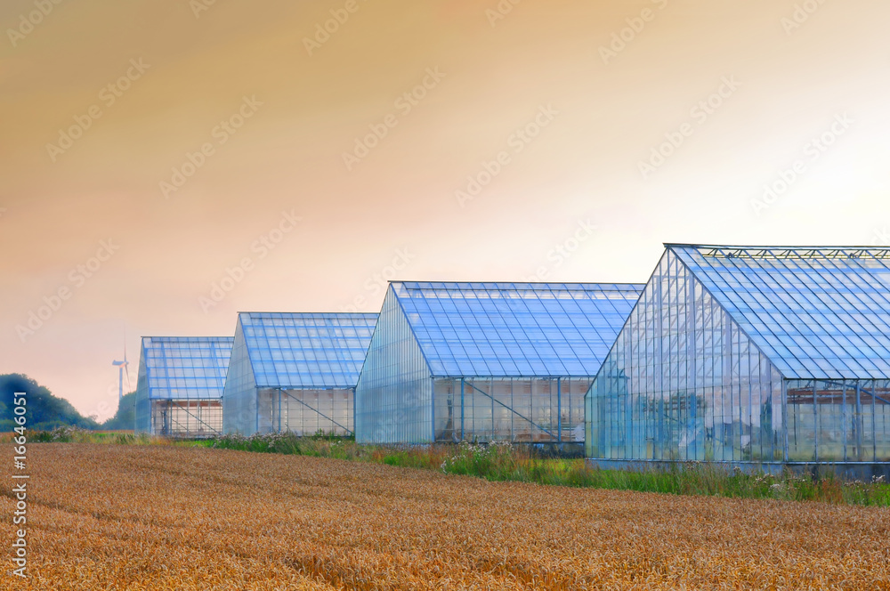 Obraz premium greenhouses dawn