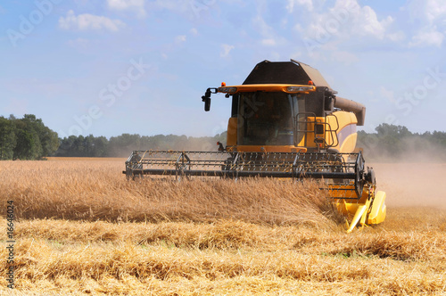 combine harvesting