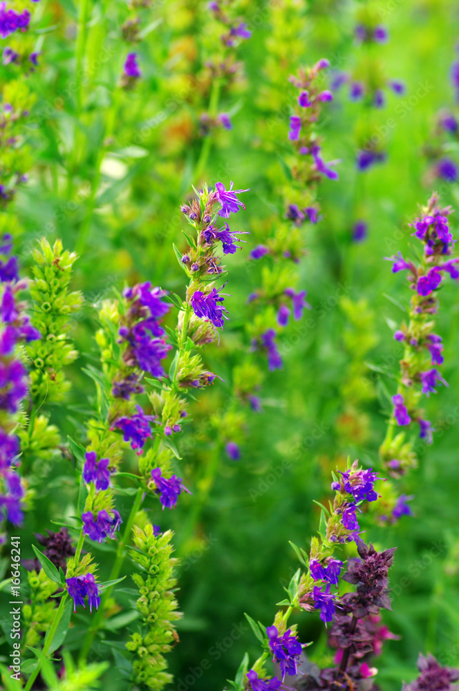 Obraz premium Hyssop plant in the garden