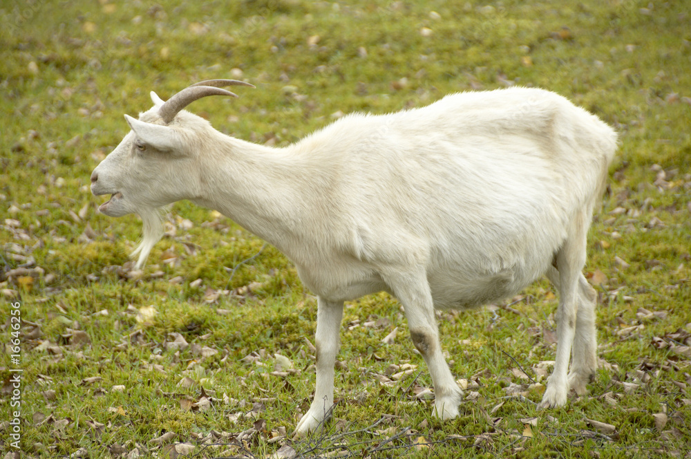 Fototapeta premium ヤギ